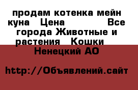 продам котенка мейн-куна › Цена ­ 35 000 - Все города Животные и растения » Кошки   . Ненецкий АО